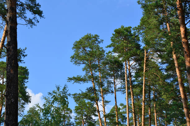 A group of tall pine trees with the sky in the background, copy space
