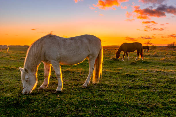 istock Horses in the sunset 1488570187