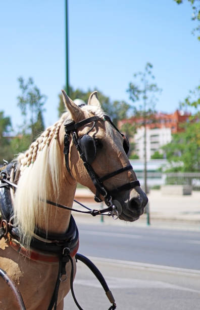 馬車を運ぶために使用される馬 - maestranza bullring ストックフォトと画像