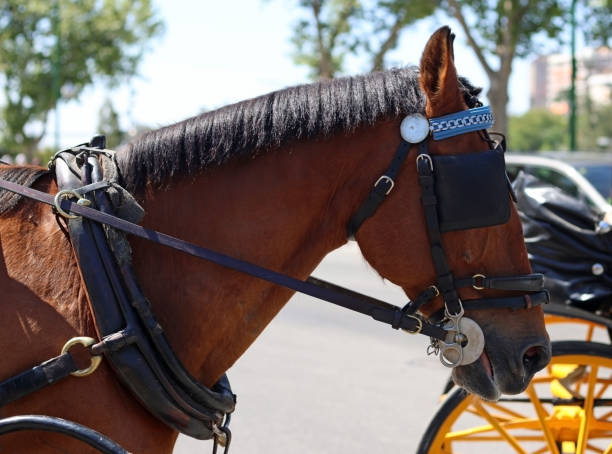 馬車を運ぶために使用される馬 - maestranza bullring ストックフォトと画像