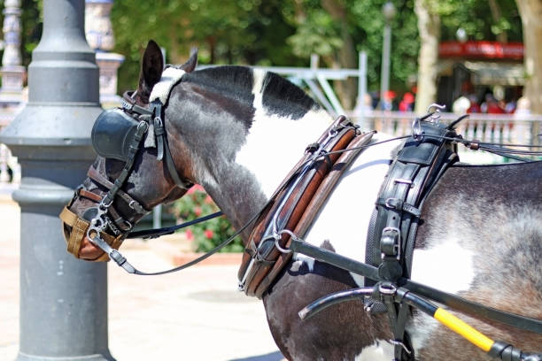 馬車を運ぶために使用される馬 - maestranza bullring ストックフォトと画像