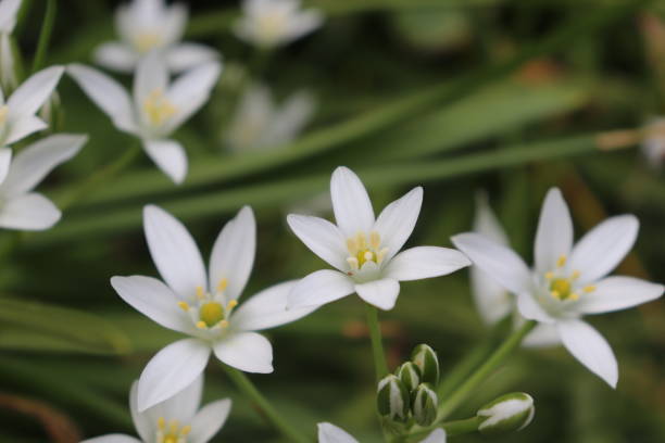 istock Star of Bethlehem flowers 1488571545