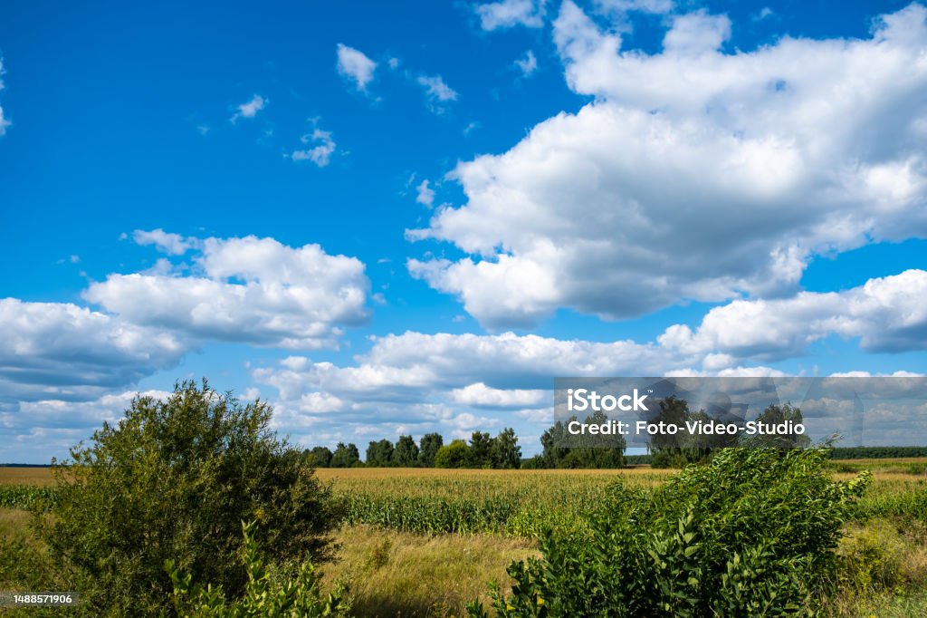 Beautiful summer landscape. Sky clouds wheat field. Agriculture Stock Photo