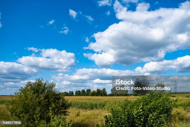 Beautiful Summer Landscape Sky Clouds Wheat Field Stock Photo - Download Image Now