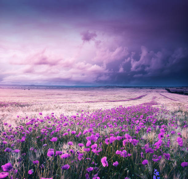 Meadow of wheat and poppy. stock photo