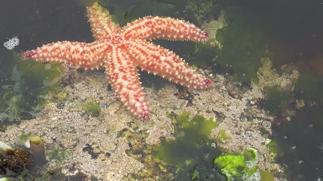 Starfish. Starfish laying on a sandy ground in the ocean. Starfish underwater on bottom of ocean. Relax video about marine inhabitants of undersea world on seabed. Macro video about sea star.