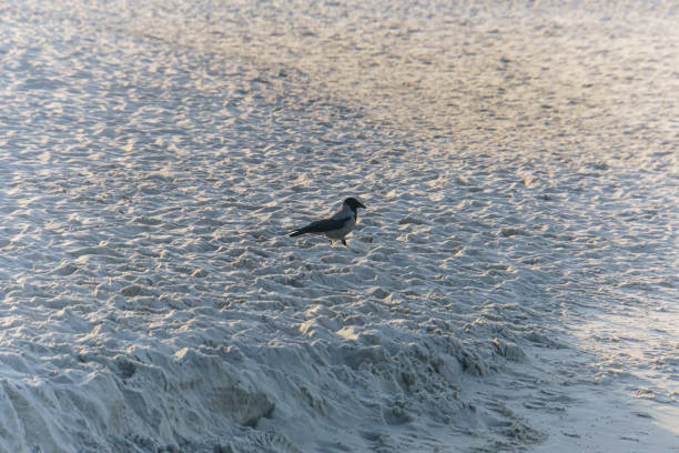 istock isolated crow on the beach sand 1488572634