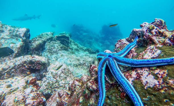 ein blauer seestern auf korallenfelsen mit einem weißspitzen-riffhai im hintergrund. - whitetip reef shark stock-fotos und bilder