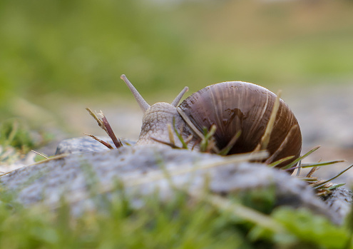 close up shot of a little garden snail crawling in a green grass in spring