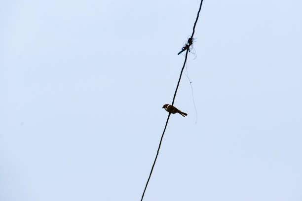 istock A small bird perches on a power line that passes by and stretches out against a cloudy white sky. 1488573564