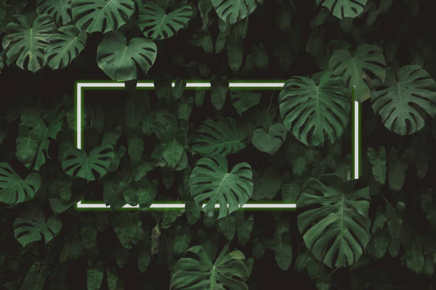 istock Illustration of a large dark green leaf with soft neon light, a rectangular green water led frame light For natural backgrounds 1488573618
