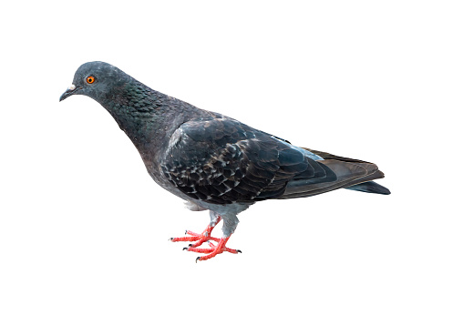 Single wild pigeon standing is isolated on white background with clipping path.