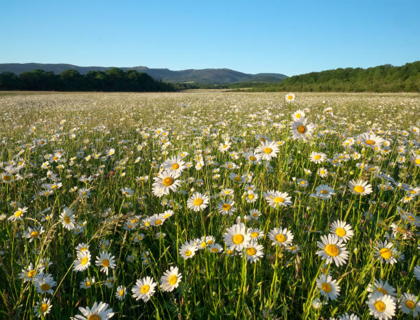 istock Spring daisy flowers in mountain meadow. 1488574042