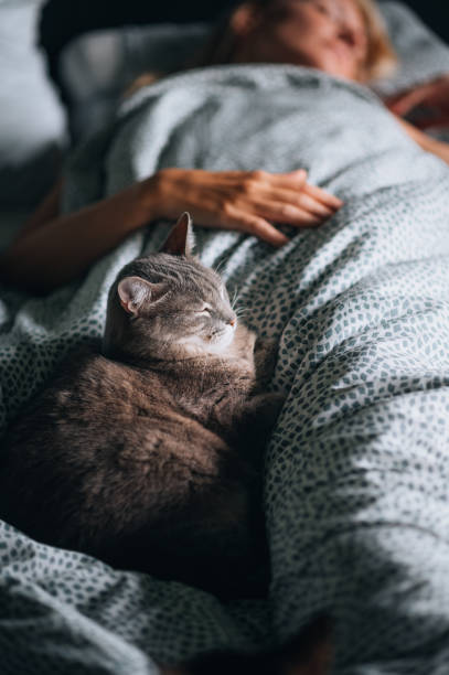 istock A cute cat lying on a bed and sleeping next to a woman 1488574916
