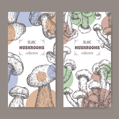 Two labels with cyclocybe aegerita aka poplar mushroom anad Boletus edulis aka porcini mushroom sketch. Edible mushrooms series.
