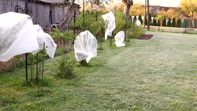 Bushes are covered with white agronet to protect them from frost