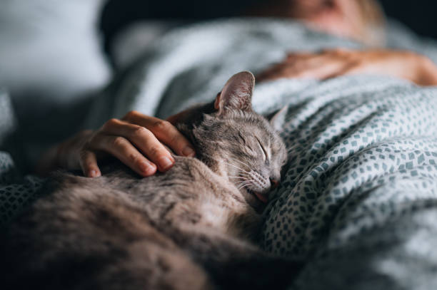istock Cute gray cat enjoys cuddling 1488575738