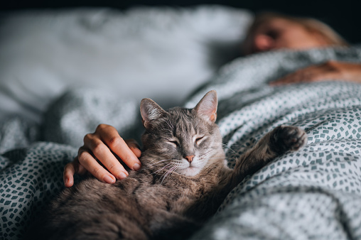 A cute cat is lying on a bed next to a sleeping woman in the background