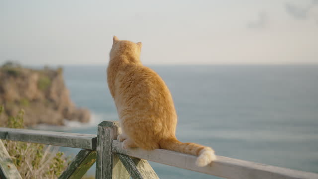 A red cat sits on the railing at the edge of the cliff and looks out to sea.