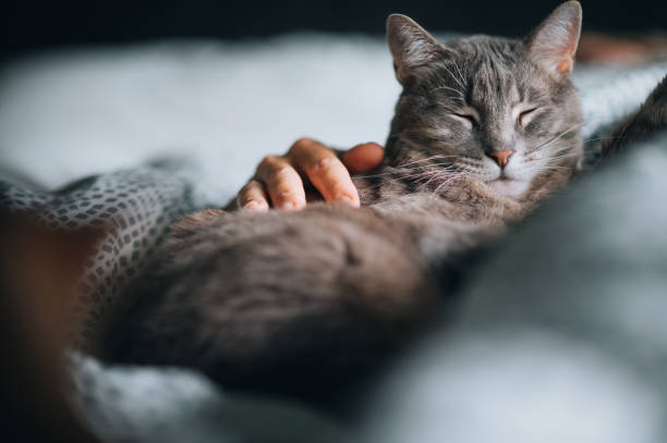istock Close-up a woman's hand petting her cat 1488575919