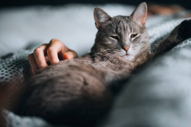 istock Cute gray cat enjoys cuddling 1488577179