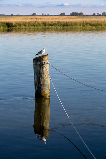 Herring gull (Larus argentatus) sitting on a wooden pole in the water