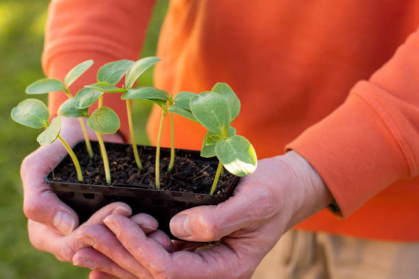 istock Hands holding a tray with fresh sprouted cucumber seedlings. Gardening concept 1488578526