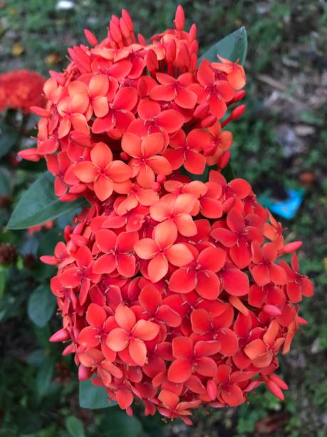 istock bunch of red ixora flowers. Jungle geraniums. 1488578701