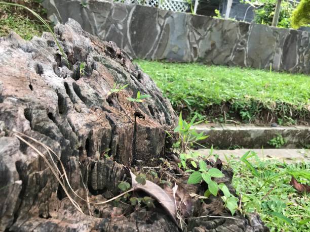 istock texture of old wood pieces, termite pits and blurred grass backround 1488578743