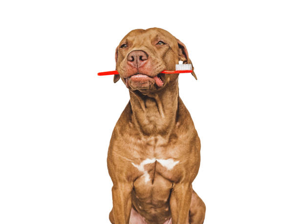 istock Cute puppy holding toothbrush. Closeup. Studio shot 1488579458