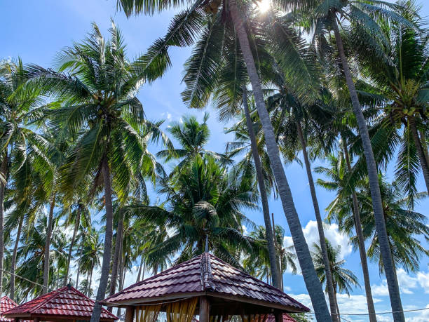 istock Coconut trees on a tropical island 1488579546