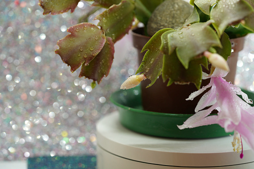Christmas cactus schlumbergera in detail with pink blossom in full bloom
