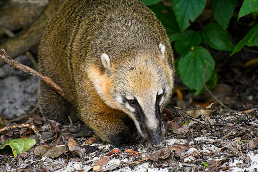 Coati peeking out in Campeche, Brazil.