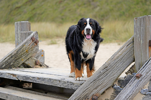 Large, tri colored fluffy dog on vacations to the dog friendly beach