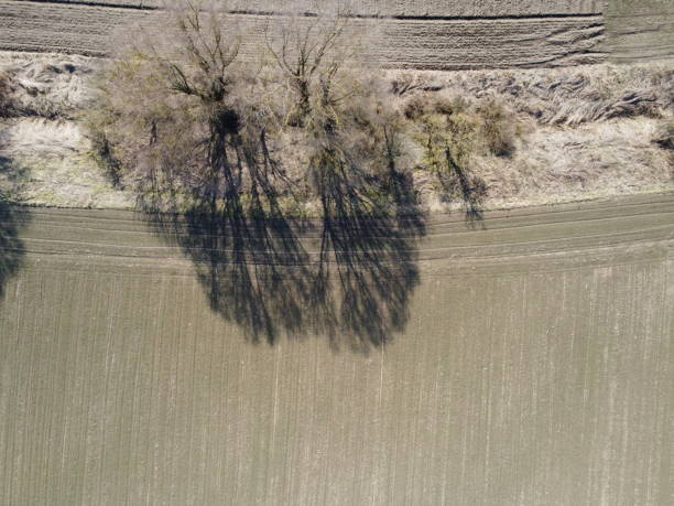istock Long shadows from avenue deciduous trees at springtime in Bavaria 1488580962