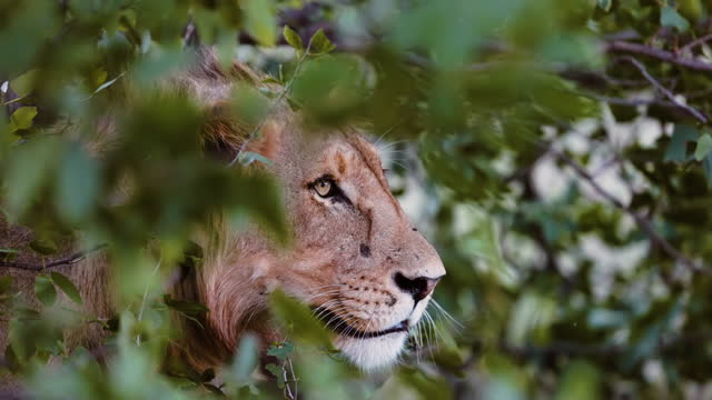Portrait young male Lion's Face seen through bushes The Savannah safari.