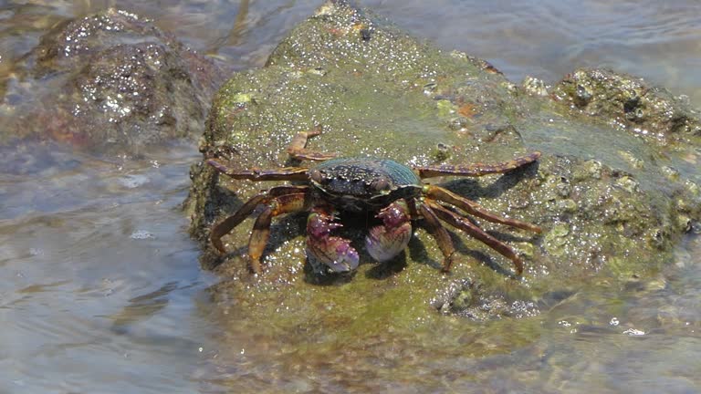 Crab on the rock in seashore.