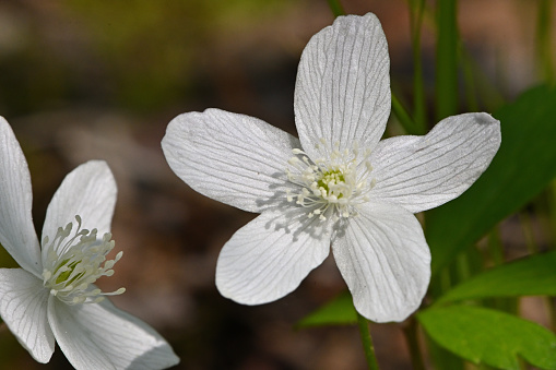 Beautiful spring flower wood anemones