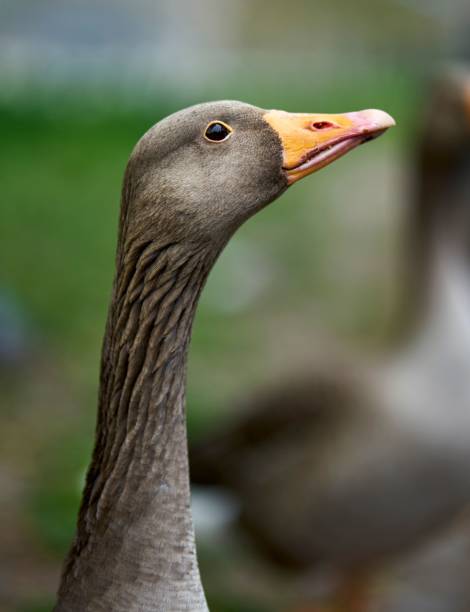 istock Closeup of a goose on a blurry background 1488584520