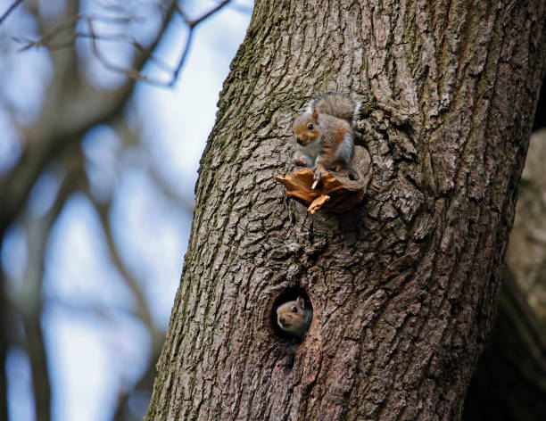 istock Grey squirrel in an old woodpecker nest 1488584739