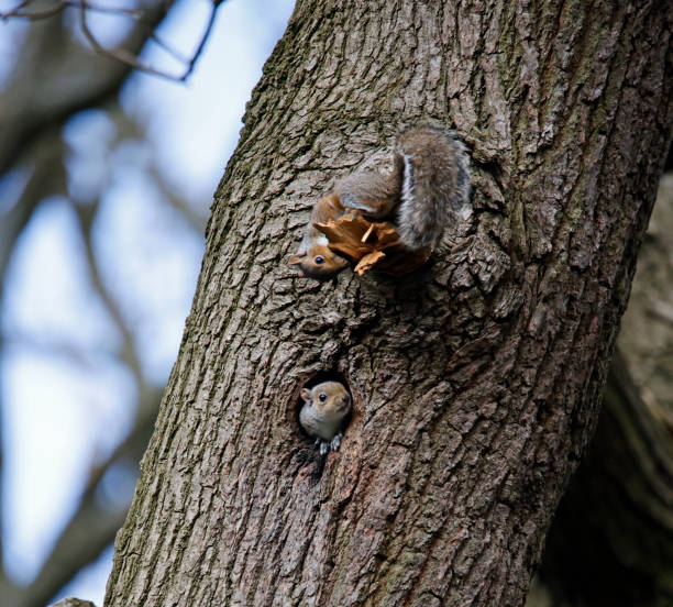 istock Grey squirrel in an old woodpecker nest 1488584740