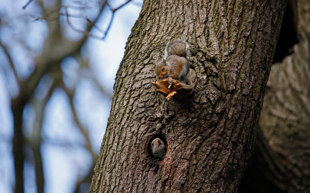 istock Grey squirrel in an old woodpecker nest 1488584750