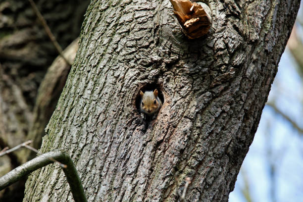 istock Grey squirrel in an old woodpecker nest 1488584753