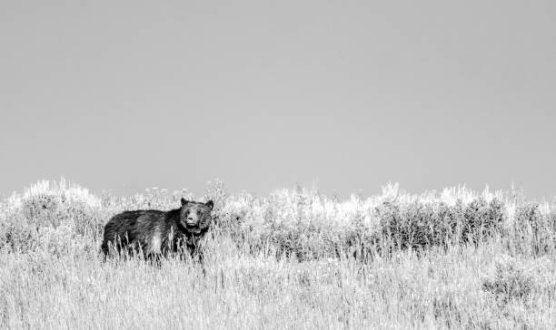 ハイイログマは草が茂った丘の側の頂上を振り返ります - montana mountain lupine meadow ストックフォトと画像