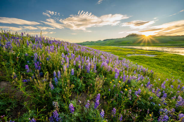 午後の最後の光の中で紫色のルピナスの輝きで覆われた丘の中腹 - montana mountain lupine meadow ストックフォトと画像