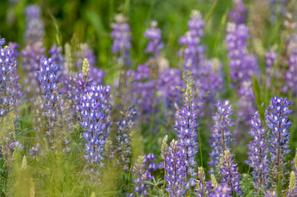 camadas de flores de lupino - montana mountain lupine meadow - fotografias e filmes do acervo