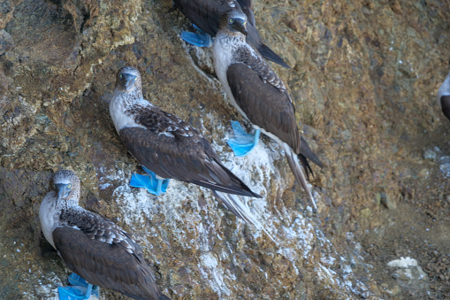 Blue-footed boobies, Sula nebouxii, natural, sitting against a rock, in their natural environment.  Location: Galapagos Islands, Ecuador