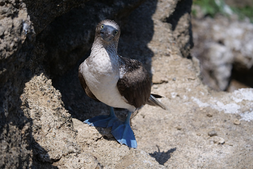 Close-up of a Blue-footed boobie bird, Sula nebouxii, standing on a rock, in it's natural environment.  Location: Galapagos Islands, Ecuador