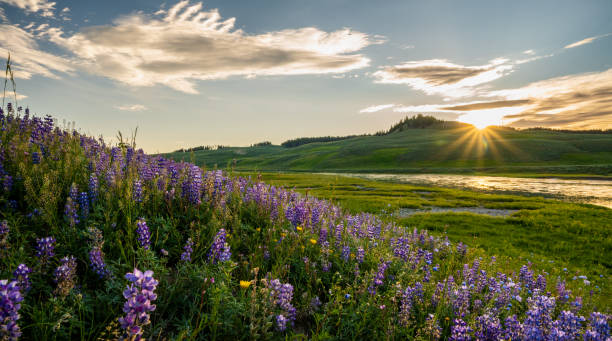 lupin floresce ao longo do rio de yellowstone no vale de hayden - montana mountain lupine meadow - fotografias e filmes do acervo