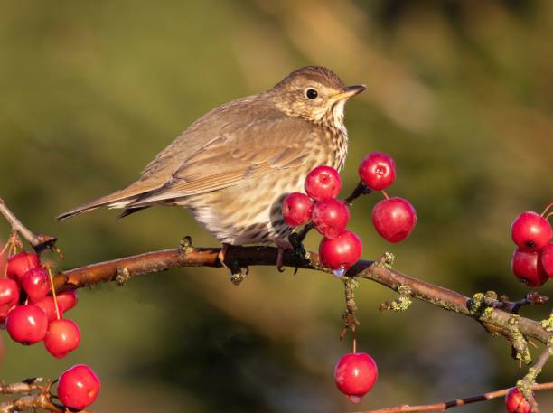 istock a bird sitting on the branch with berries in the background 1488588623
